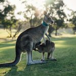 Avustralya'da Ucuza Nasıl Seyahat Edilir?
